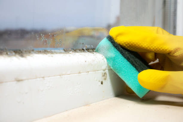 Best Fast Mold Removal  in Dunnellon, FL