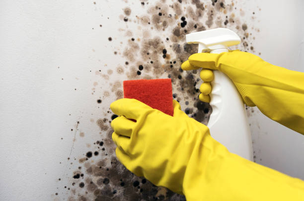 Best Same-Day Mold Removal  in Dunnellon, FL