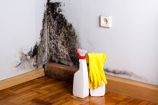 Mold Removal