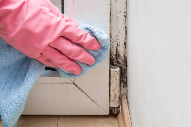 Best Certified Mold Removal  in Dunnellon, FL